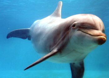 Dolphin Robot