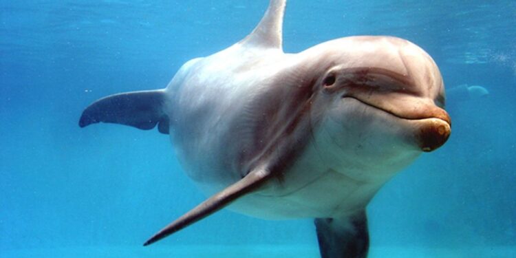 Dolphin Robot