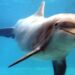 Dolphin Robot