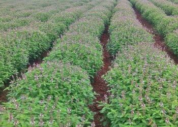 Farming