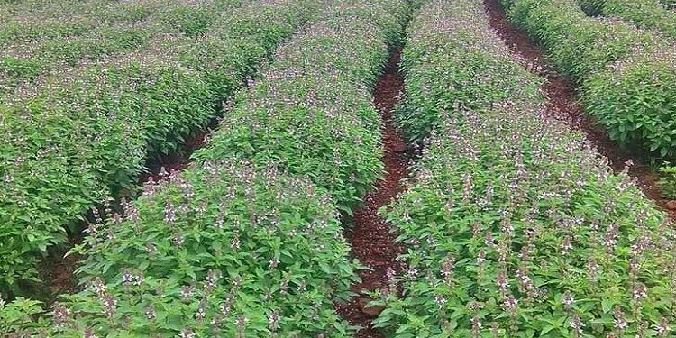 Farming