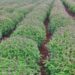 Farming