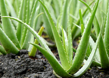 Aloevera