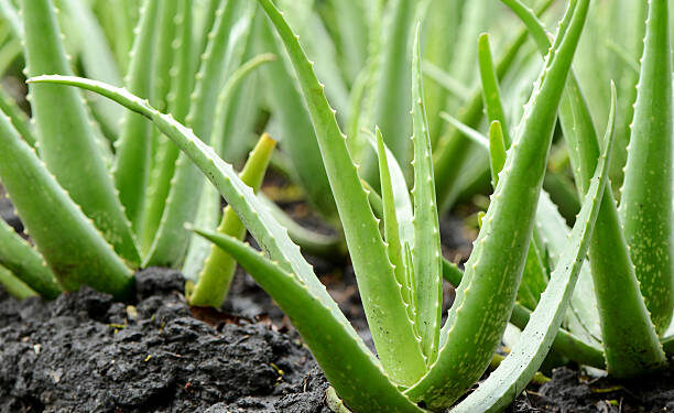 Aloevera