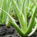 Aloevera