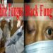 Black Fungus White Fungus