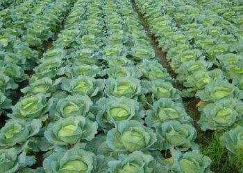 ખેતર (Farm)માંથી કોબિજ તોડવા માટે મજૂરને મળશે વર્ષે 63 લાખ રૂપિયા, એક કલાકના 3000 રૂપિયા