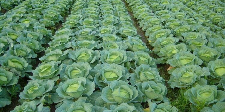 ખેતર (Farm)માંથી કોબિજ તોડવા માટે મજૂરને મળશે વર્ષે 63 લાખ રૂપિયા, એક કલાકના 3000 રૂપિયા