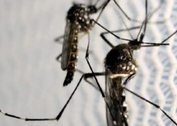 China Mosquitoes