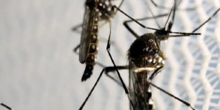 China Mosquitoes