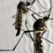 China Mosquitoes