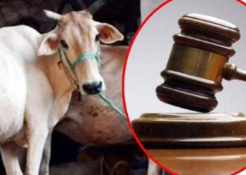 Cow Allahabad HC
