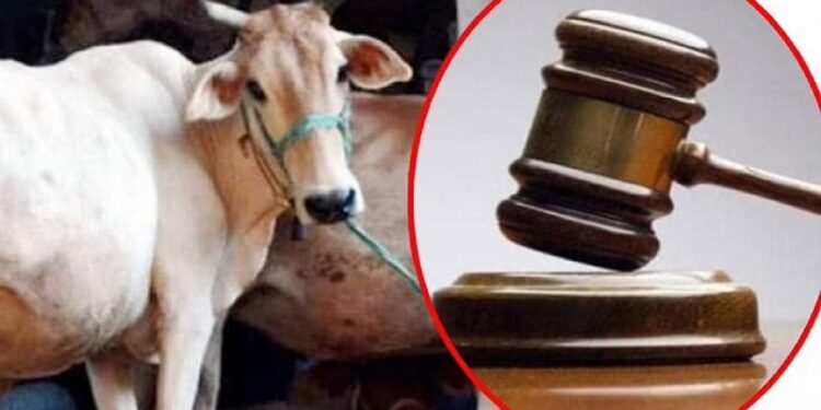 Cow Allahabad HC