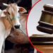 Cow Allahabad HC