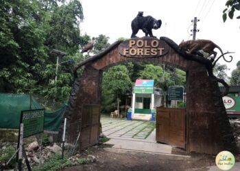 Polo Forest