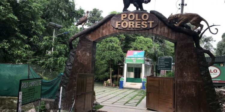 Polo Forest