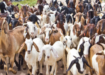 Goat Business