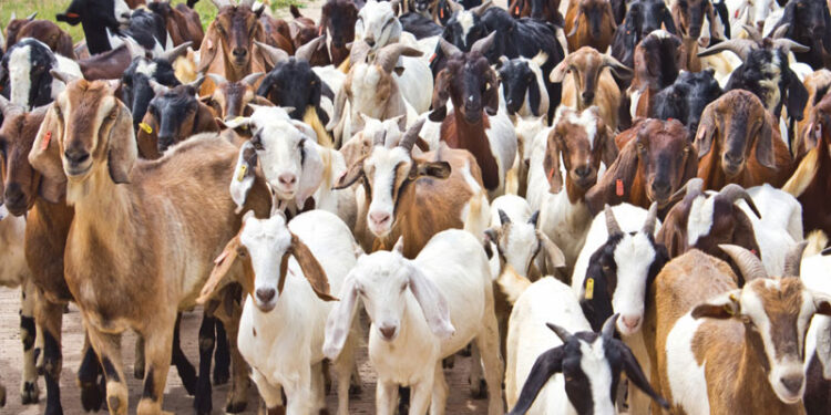 Goat Business