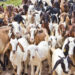 Goat Business