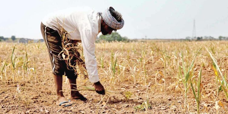Gujarat Farmer