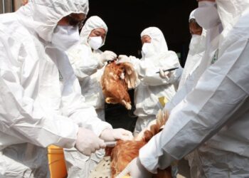 H5N8 Virus