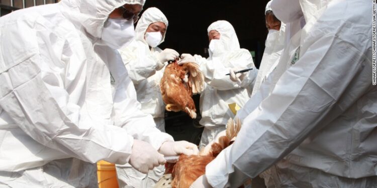 H5N8 Virus