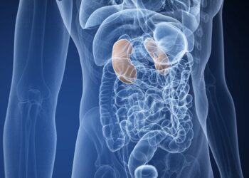 Human Kidney