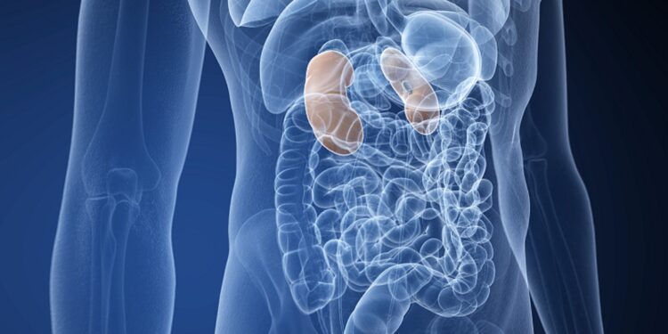 Human Kidney