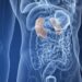 Human Kidney