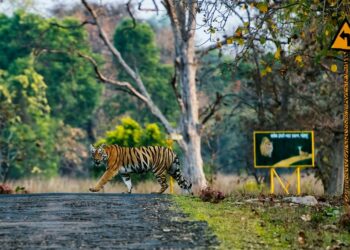 Safari Park