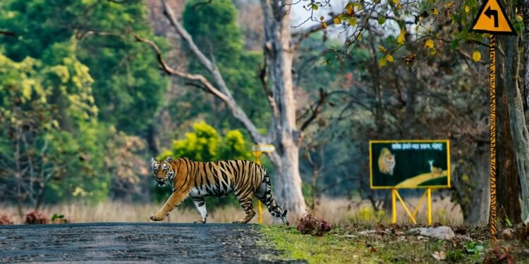 Safari Park
