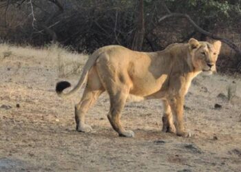Lion