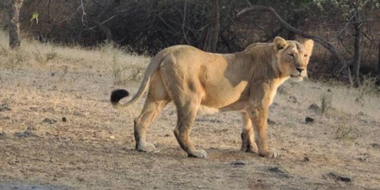 Lion