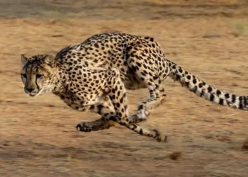 Cheetah