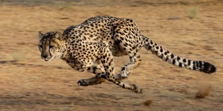 Cheetah