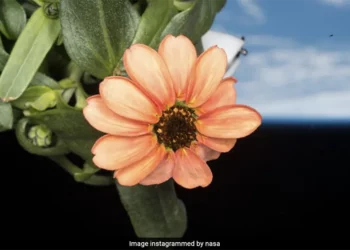 Zinnia Flower