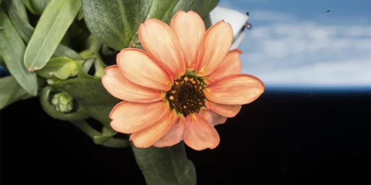 Zinnia Flower