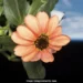Zinnia Flower